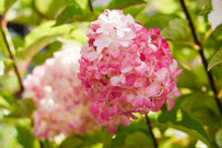 Vanilla Strawberry Hydrangea Flower seeds for Planting - Fragrant Blossoms, Heirloom & GMO Free Seeds for Home Garden