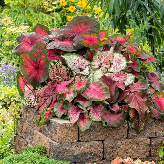 Decorative Caladium plants for garden beds, containers, and patios.