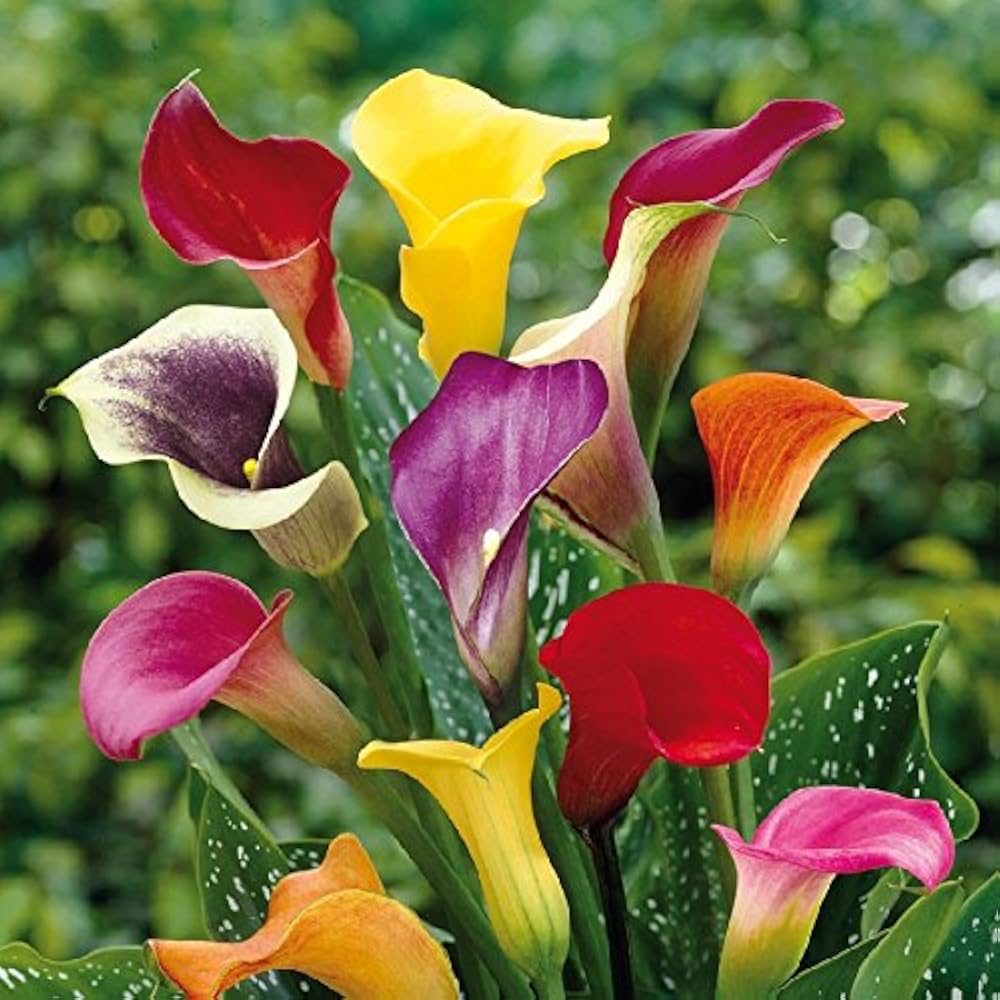 Perennial Calla Lily bulbs for borders and outdoor containers.