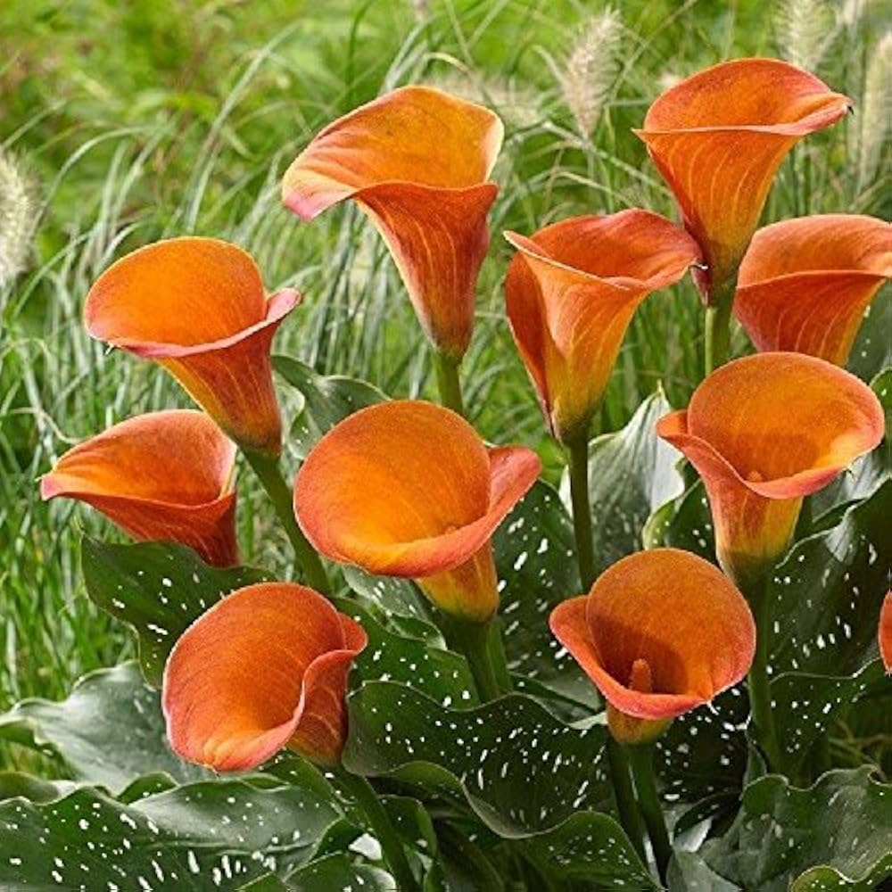 Decorative Flame Calla Lily bulbs for shade gardens and borders.
