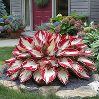 Variegated Hosta perennial with lush ornamental foliage.