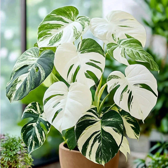 Variegated Monstera Albo seeds for planting in indoor containers.