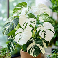 Variegated Monstera Albo seeds for planting in indoor containers.