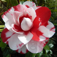 Red White Camellia Japonica Flower seeds for Planting Wildflower Mix Heirloom & GMO Free Seeds for Home Garden 
 
 Sale