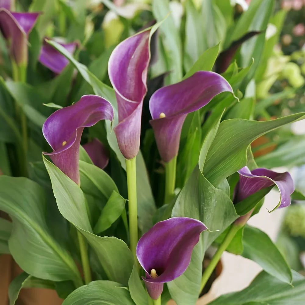 Purple Calla Lily perennial flowers for shade gardens and borders.