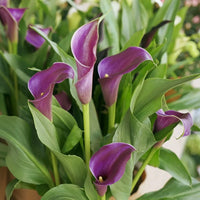 Purple Calla Lily perennial flowers for shade gardens and borders.