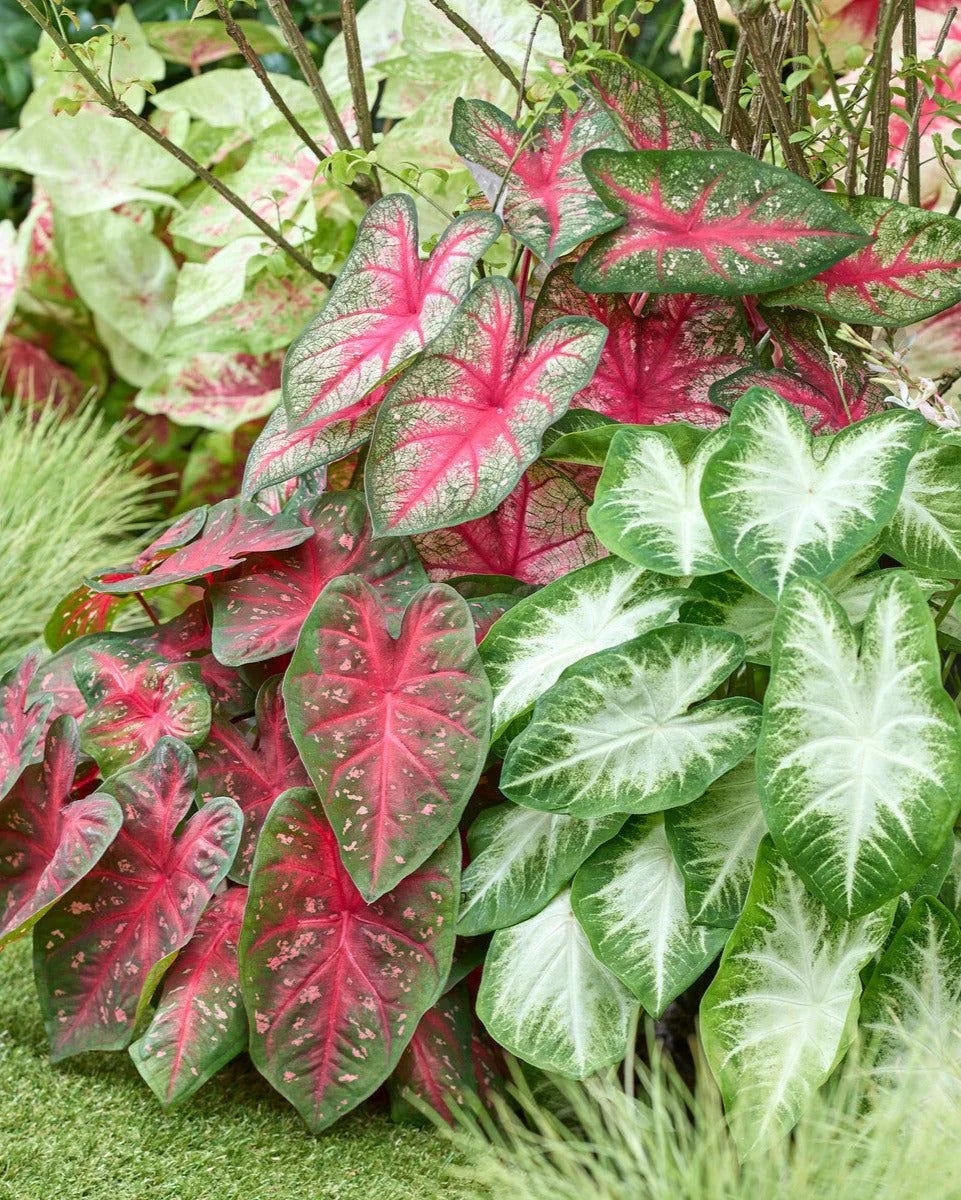 Ornamental Red Caladium bulbs for garden beds and containers.