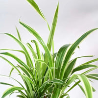 Large established variegated Spider Plant with green and creamy-white leaves