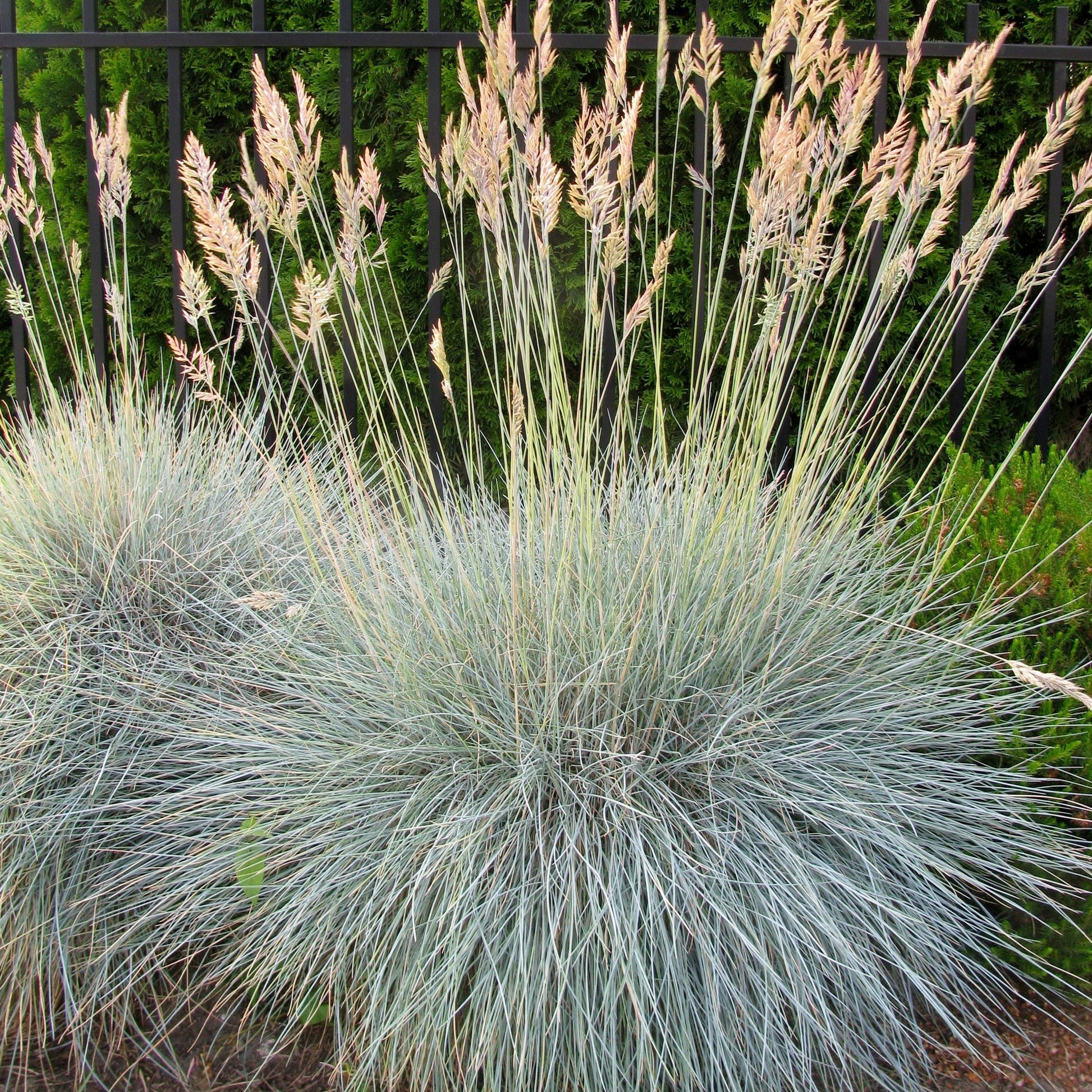 Varna Blue Fescue Ornamental Grass Growing in Garden