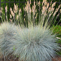 Varna Blue Fescue Ornamental Grass Growing in Garden