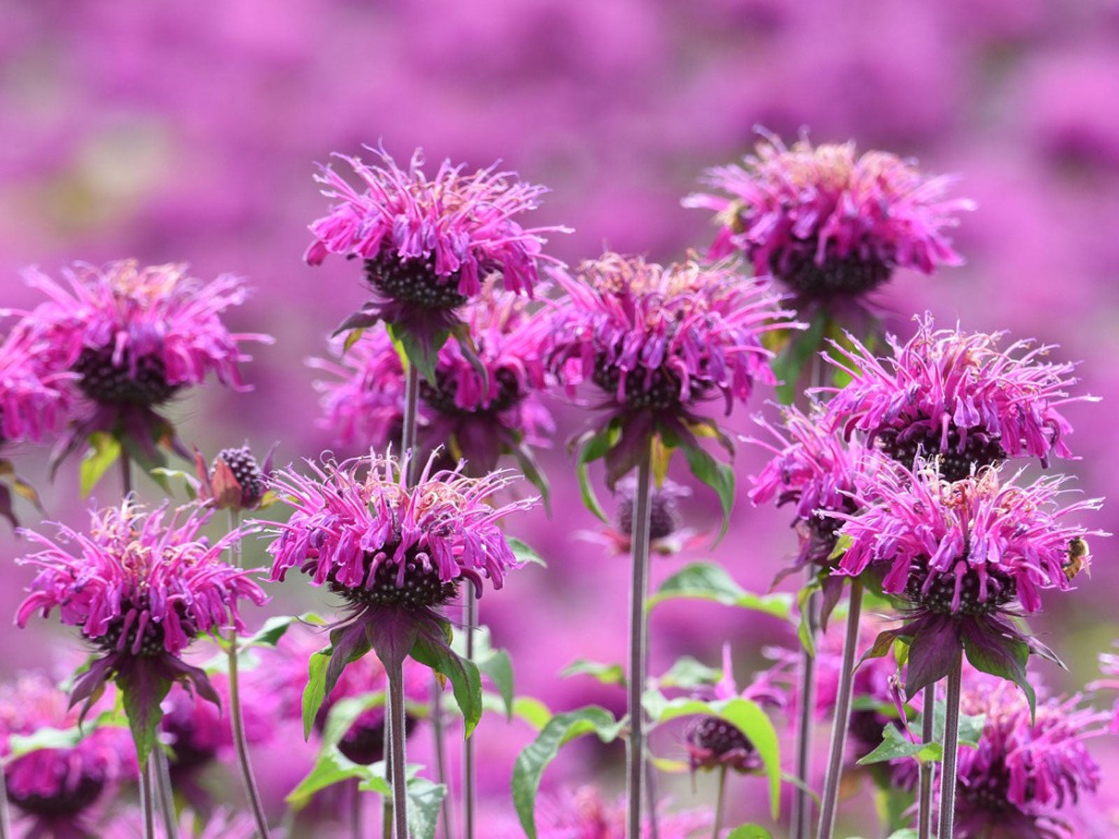 Purple Monarda Flower seeds for Planting Shade Tolerant Heirloom & GMO Free Seeds for Home Garden 
 
 Sale