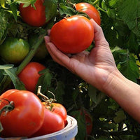 Vecchio Wyandotte tomato seeds for planting