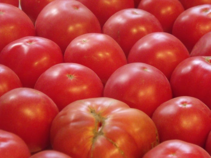 German Tomato plants in vegetable patch