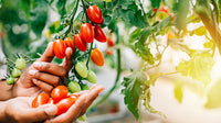 Heirloom Mexican Tomato seeds for vegetable garden planting