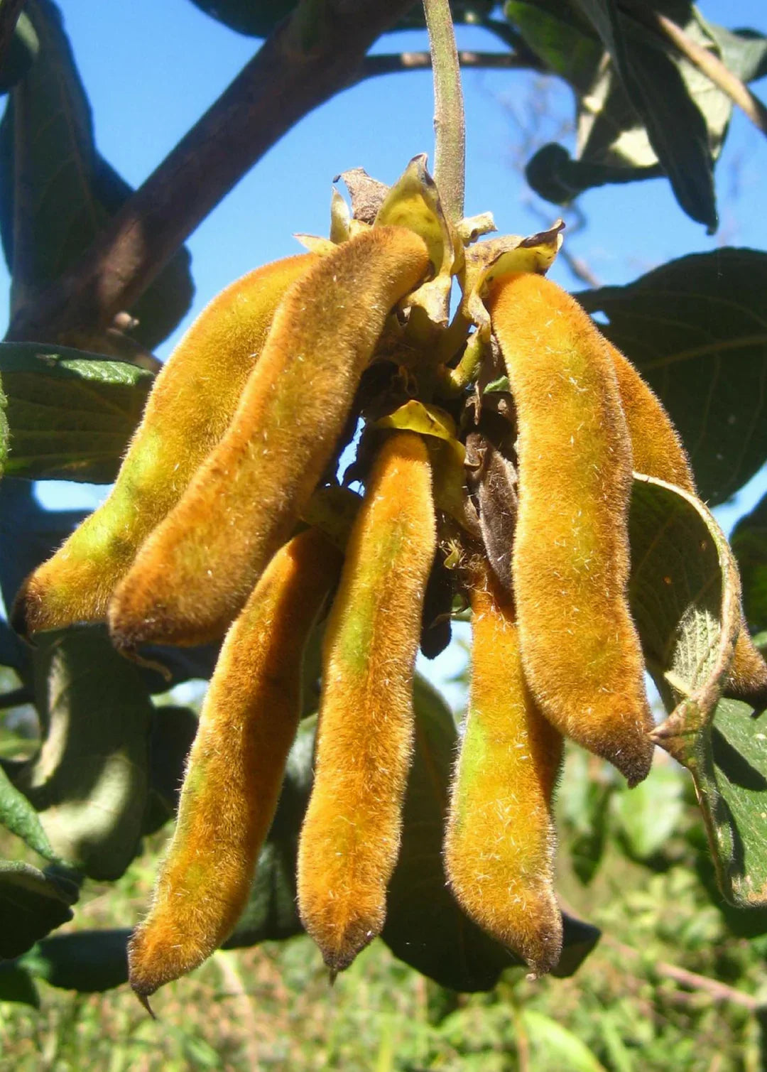 Velvet Bean (Mucuna pruriens) seeds for planting in home gardens.