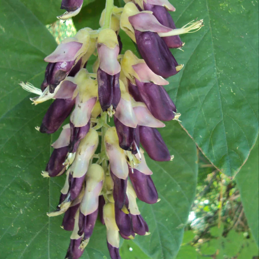 Velvet Bean seeds for growing climbing vines in outdoor garden spaces.