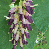 Velvet Bean seeds for growing climbing vines in outdoor garden spaces.