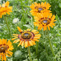 Orange Prince Venidium Seeds for Bold Orange Flowers