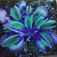 Blue Green Venus Flytrap seeds for growing unique ornamental carnivorous plants.