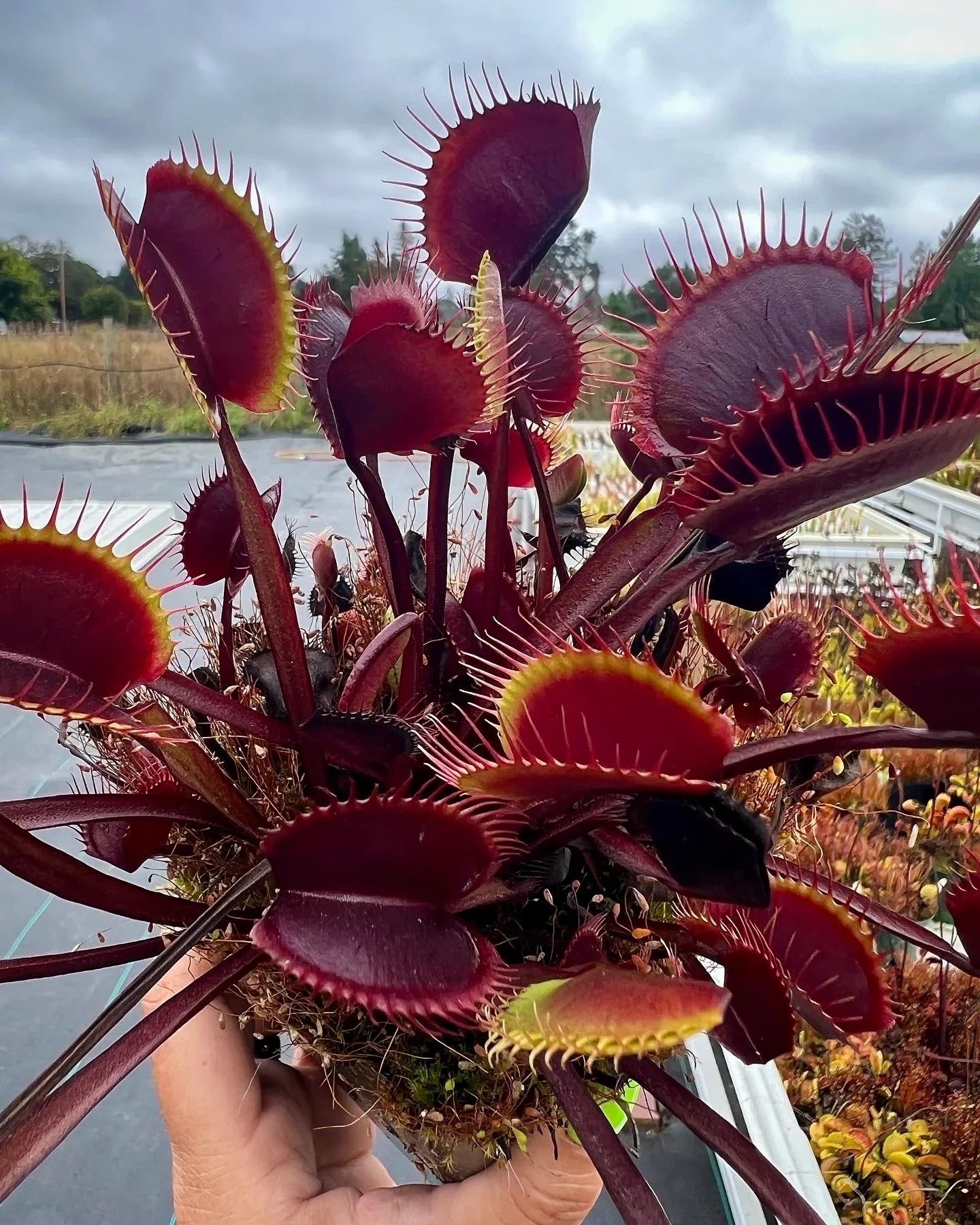 Venus Flytrap on windowsill with bright light
