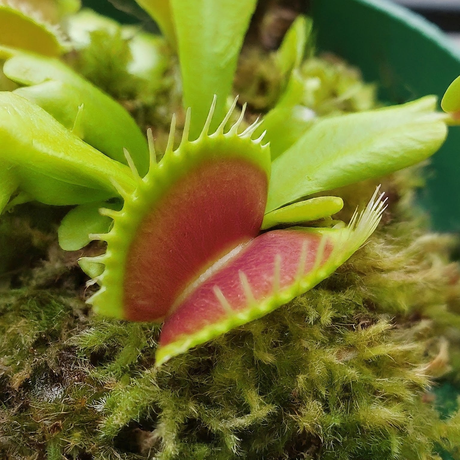 Venus Flytrap seedlings with small trap leaves