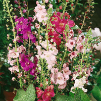 Mixed Verbascum Flower Seeds for Planting