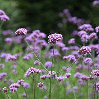 Verbena Bonariensis Flower seeds for Planting Cut Flower Favorite Heirloom & GMO Free Seeds for Home Garden