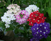Verbena Flower seeds for Planting - Perfect for Borders, Heirloom & GMO Free Seeds for Home Garden