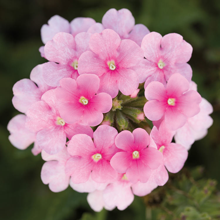 Pink Verbena Flower seeds for Planting - Premium Quality, Heirloom & GMO Free Seeds for Home Garden
