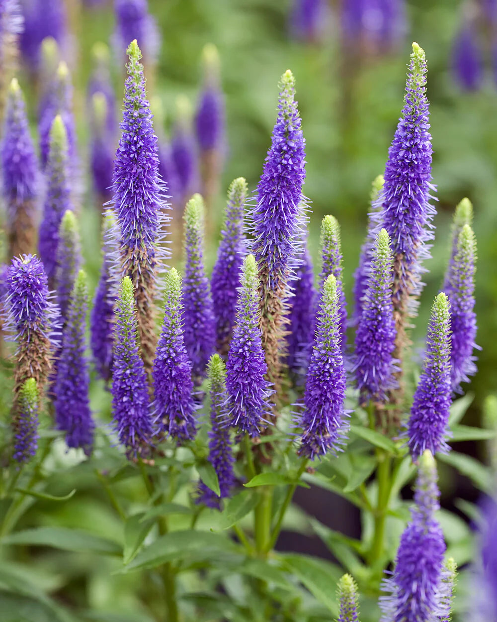 Veronica Flower seeds for Planting - Seasonal Bloomer, Heirloom & GMO Free Seeds for Home Garden