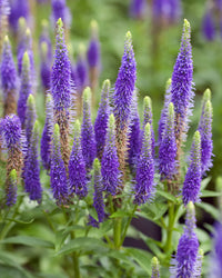 Blue Veronica Flower seeds for Planting Compact Growth Heirloom & GMO Free Seeds for Home Garden
 
 Sale