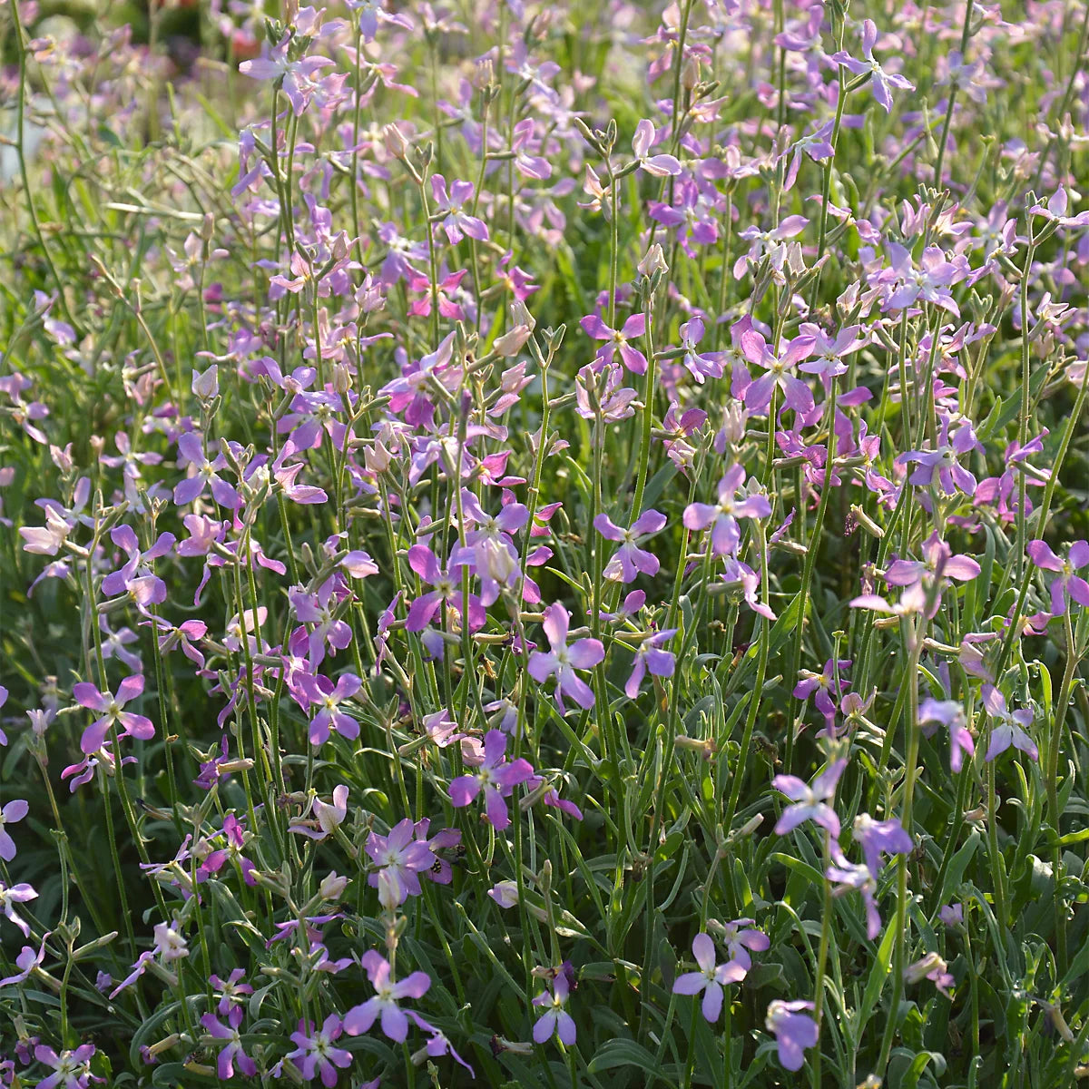 Lavender-Scented Evening Stock Seeds for Fragrant Night-Blooming Flowers