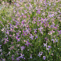Lavender-Scented Evening Stock Seeds for Fragrant Night-Blooming Flowers