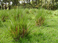 Vetiver ornamental grass seeds for decorative outdoor garden planting.
