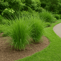 Vetiver Grass seeds for planting in home gardens and landscape borders.