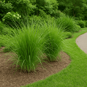 Vetiver Grass seeds for planting in home gardens and landscape borders.