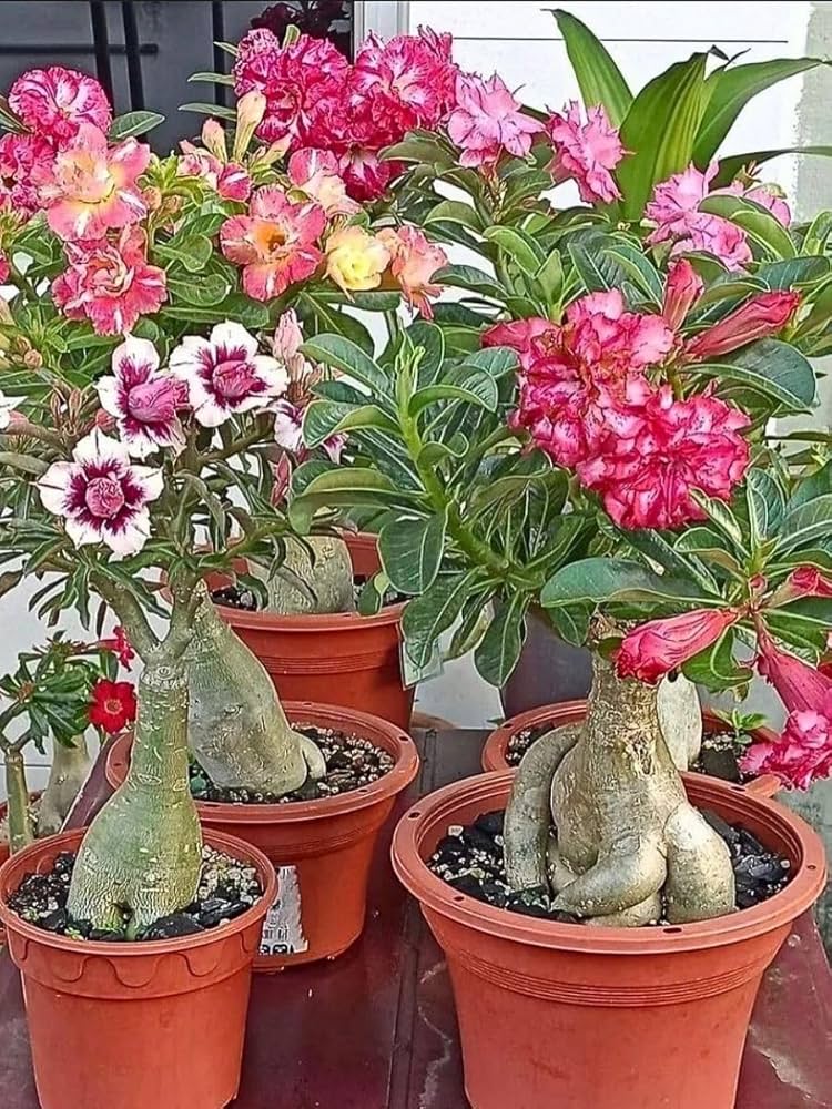 Assorted flowering plants adding seasonal color to an outdoor landscape.