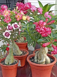 Assorted flowering plants adding seasonal color to an outdoor landscape.