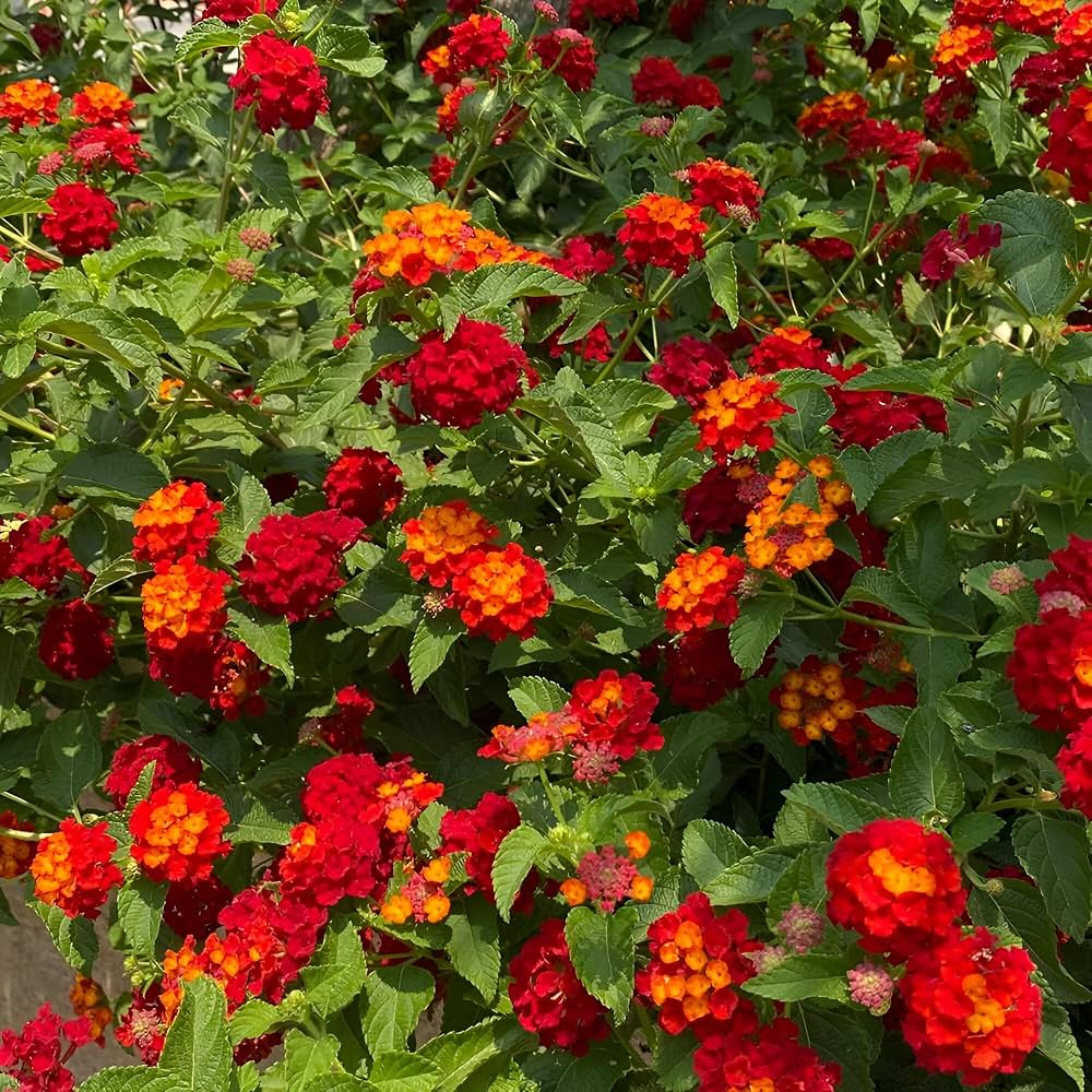 Close-up of colorful Lantana Camara flower clusters growing in an outdoor landscape.