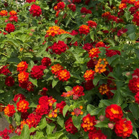 Close-up of colorful Lantana Camara flower clusters growing in an outdoor landscape.