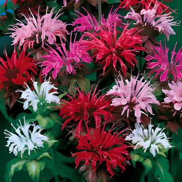 Vibrant Mixed Flower Seeds for Planting – Colorful Garden Blooms