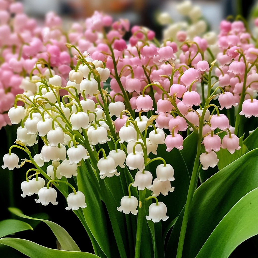 Vibrant Pink Bell Orchid Plants in Full Bloom