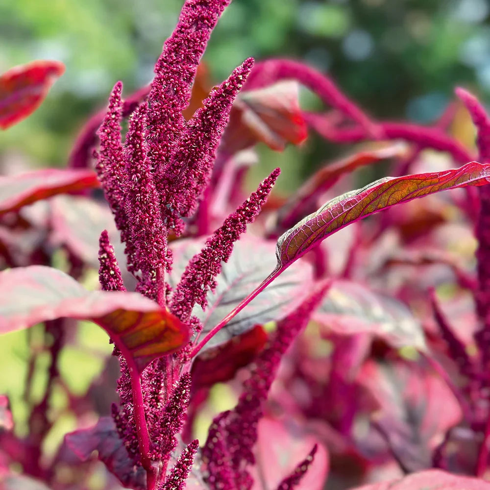 Healthy Red Army Amaranth plants in a raised garden bed