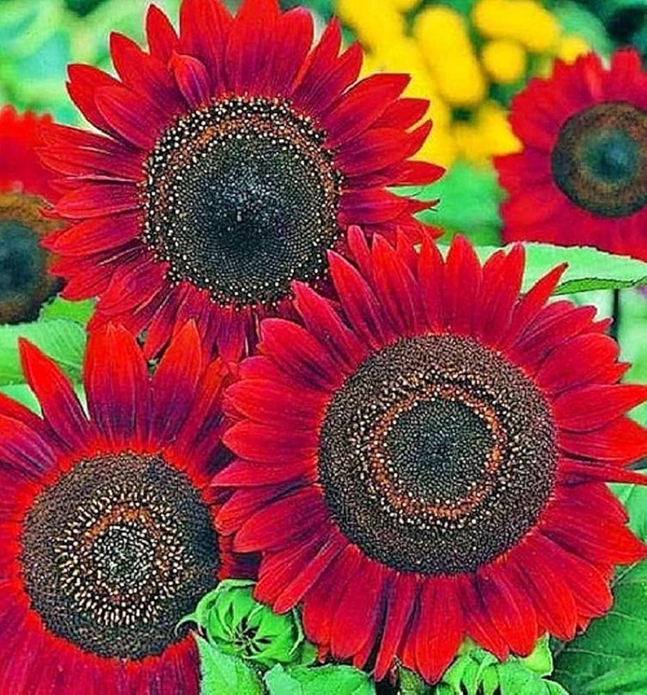 Red sunflower plants adding colorful seasonal garden beauty