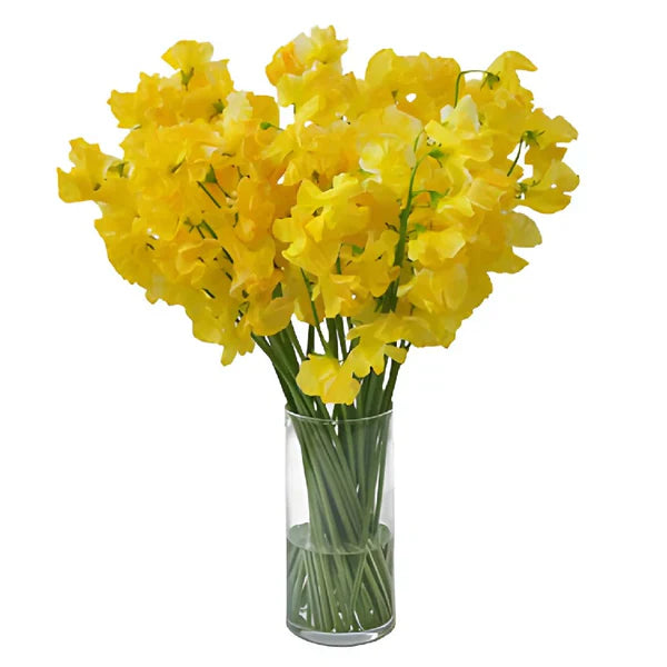 Vibrant Sweet Pea Yellow Plants in Full Bloom