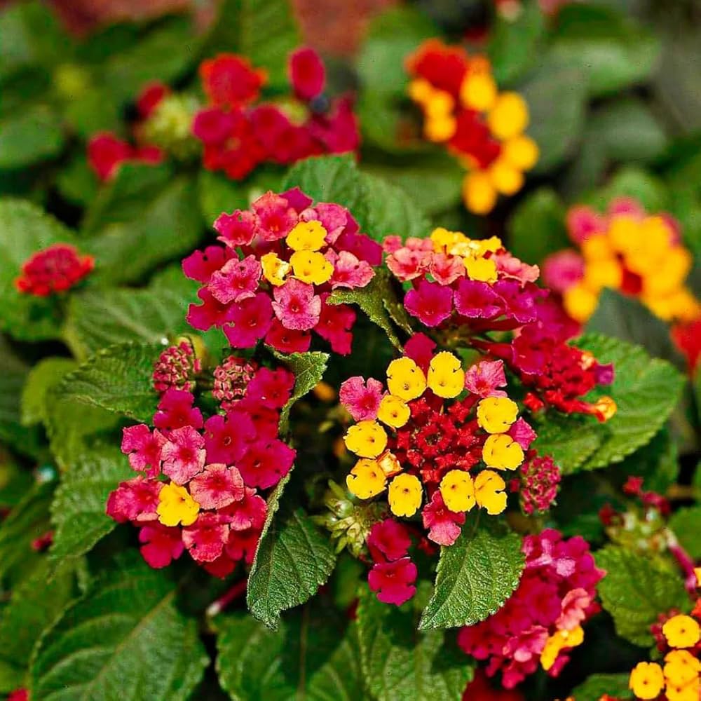 Vibrant Wandelrose blooming seeds for gardens