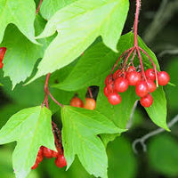 Viburnum trilobum Wentworth seeds producing bright red berry clusters