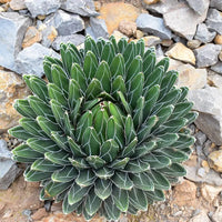 Victoriae Seeds Germinating in Cactus Soil