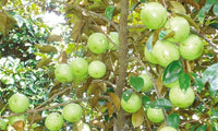 Vietnam Milk Melon seeds for planting tropical sweet melons