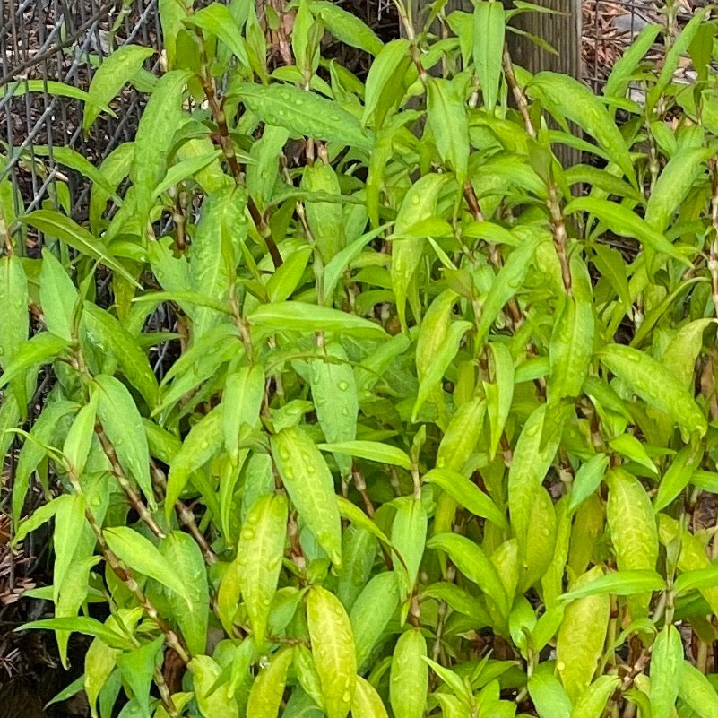 Vietnamese Cilantro seeds for growing leafy herbs in patios and home gardens.